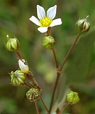 Blomma och halvmogna frukter