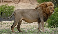 A living Panthera leo, or lion Lion (Panthera leo) (30941994012) cropped.jpg