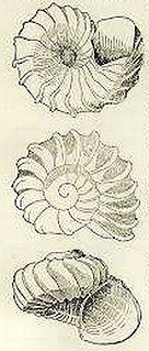 <i>Liotella polypleura</i> Species of gastropod