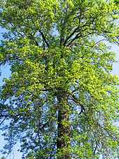 Ejemplar de Liquidambar.