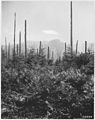 Logged over area near Mill City not seeded to grass, Santiam Forest, 1920. - NARA - 299198.jpg