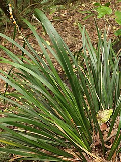 <i>Lomandra spicata</i> Species of flowering plant