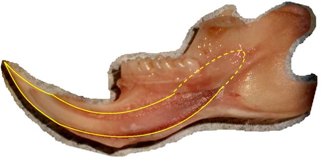 Lingual view of the lower incisor from the right dentary of a Rattus rattus