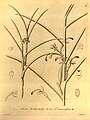 Luisia antennifera plate 78, fig II 4-7 in: H. G. Reichenbach: Xenia orchidacea - vol. 1 (1858)