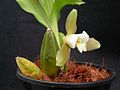 Lycaste macrophylla