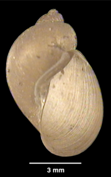 Lymnaea meridensis školjka.png