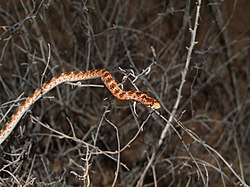 Lytorhynchus diadema.jpg