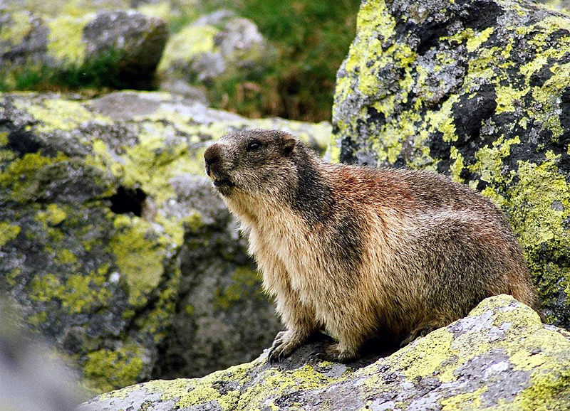 File:M.marmota latirostris in Veľká Studená dolina 3.jpg