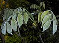 Closeup of young leaves, showing silvery pubescence