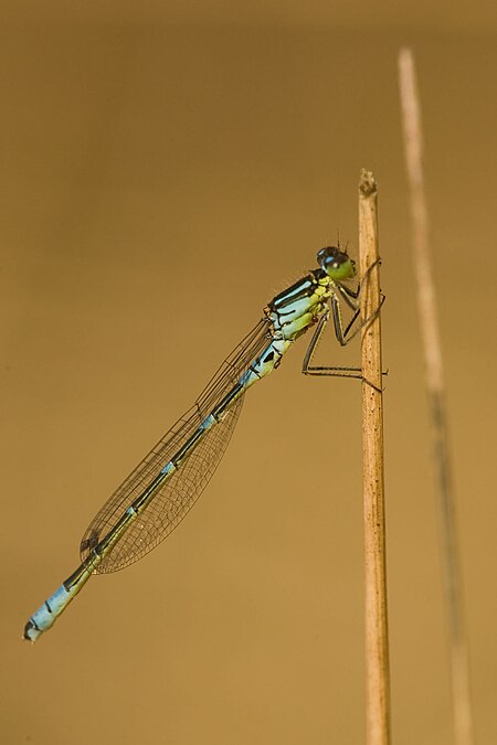 Coenagrion lunulatum