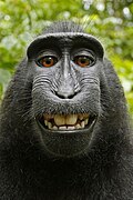 Macaca nigra (Celebes crested macaque) self-portrait