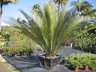 <i>Macrozamia johnsonii</i> Species of cycad