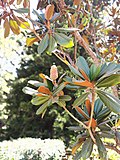 Thumbnail for File:Magnolia grandiflora 2.jpg