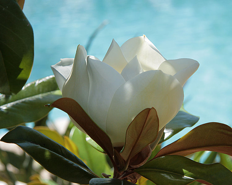 File:Magnolia grandiflora 3962.jpg