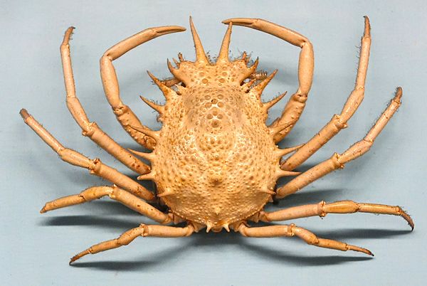 Many animals, such as this spider crab Maja crispata, are bilaterally symmetric.