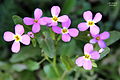 Malcolmia crenulata