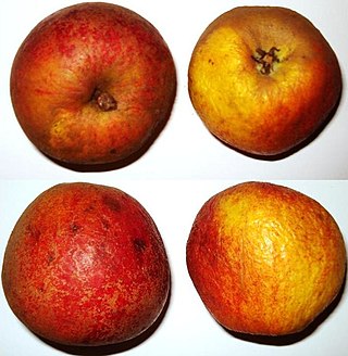 <span class="mw-page-title-main">Karmijn de Sonnaville</span> Apple cultivar