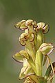 Man Orchid - Aceras antropophorum (14302473972).jpg
