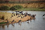 Vignette pour Parc national du Manovo-Gounda St Floris