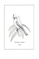 Sayornis phoebe (common: Phoebe, a fly-catcher) Plate 2 in: A Manual of Bird Study