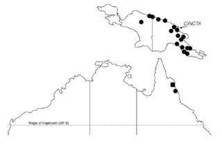 <i>Austroplebeia cincta</i> Species of bee