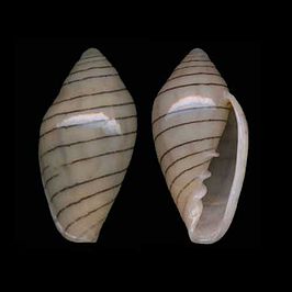 Marginella diadochus