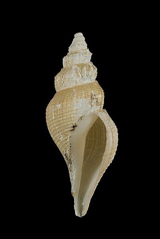 <i>Marshallena philippinarum</i> Species of gastropod