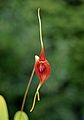 Masdevallia ayabacana flower