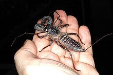 Mastigoproctus giganteus 0004 LD.jpg