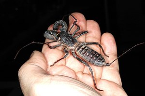 Mastigoproctus giganteus 0004 L.D..jpg