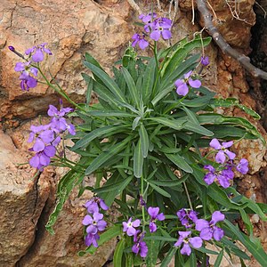 Garden levkoye in de ondersoort Matthiola incana subsp.  rupestris