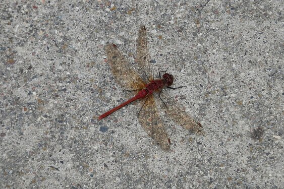 Dragonfly (Anisoptera)