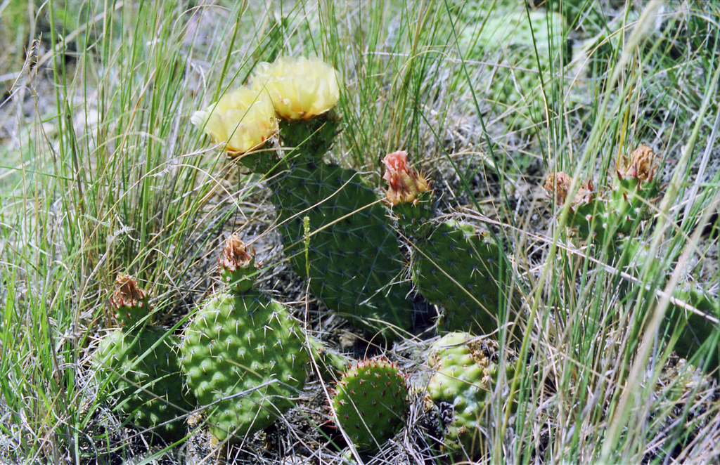 Cactus dansant BERDA™ – BERDAQUEBEC