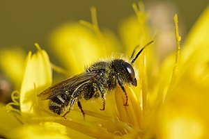 Megachile