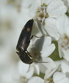 Elaterinae Subfamily of beetles