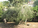 Melaleuca alternifolia (Maria Serena).jpg