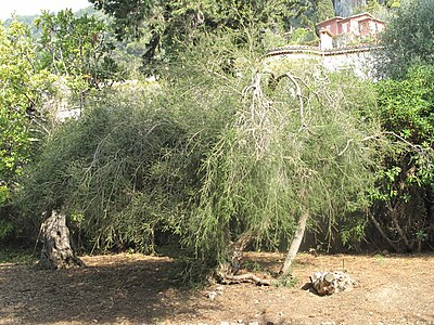 Melaleuca alternifolia (Maria Serena).jpg