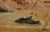 Black caiman Melanosuchus niger RDS Uacari.jpg