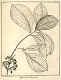 Melastoma flavescens Aublet 1775 pl 164.jpg