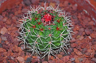 <i>Melocactus pachyacanthus</i> Species of cactus