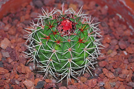 Melocactus pachyacanthus