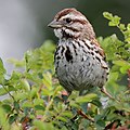 Song sparrow Bruant chanteur