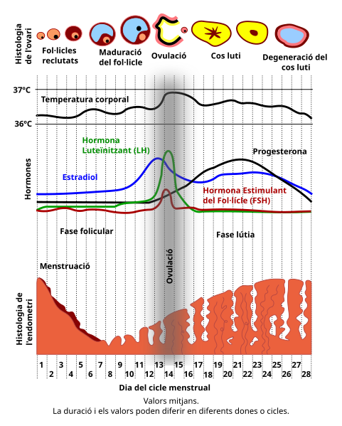 File:MenstrualCycle ca.svg