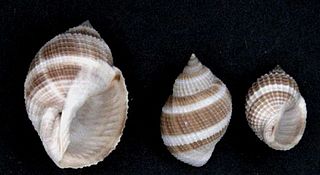 <i>Merica elegans</i> species of mollusc