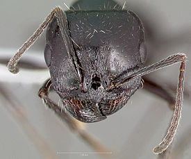 Голова муравья Veromessor pergandei