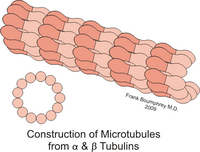 Microtubules.png