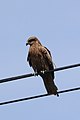 * Nomination A black kite, Milvus migrans, perching on a line in Kyoto, Japan. --Grendelkhan 17:12, 1 July 2018 (UTC) * Decline Too blurry, unsharp, noisy. Visible CA around the beak area. GerifalteDelSabana 00:53, 2 July 2018 (UTC)