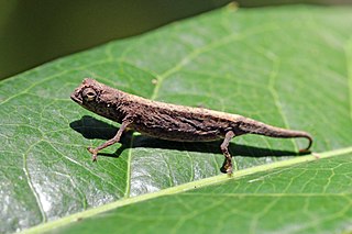 <i>Brookesia minima</i> species of reptile