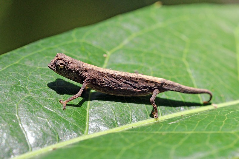 File:Minute leaf chameleon (Brookesia minima) Lokobe.jpg