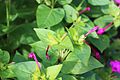 Mirabilis jalapa